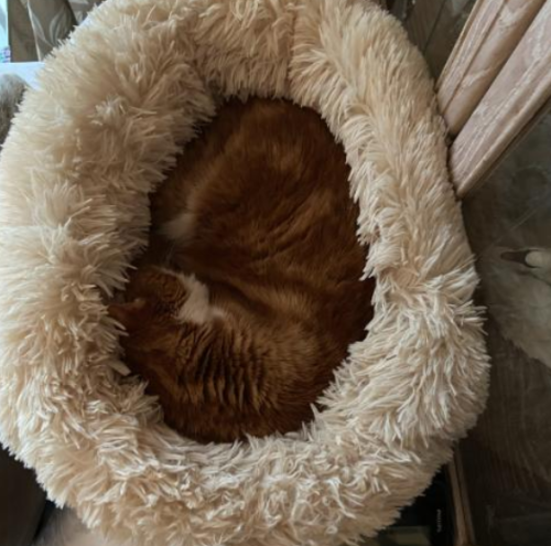 Plush Donut Pet Bed photo review