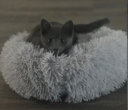 Plush Donut Pet Bed photo review