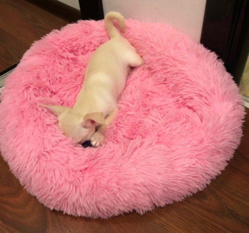 Plush Donut Pet Bed photo review